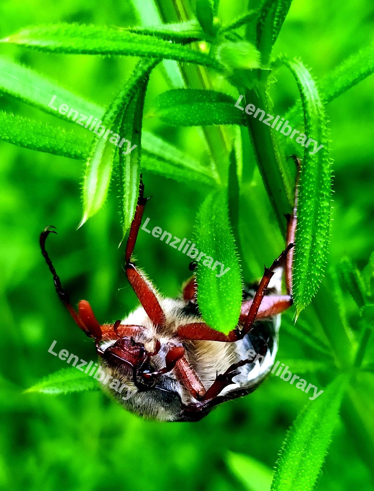 Cockchafer insect